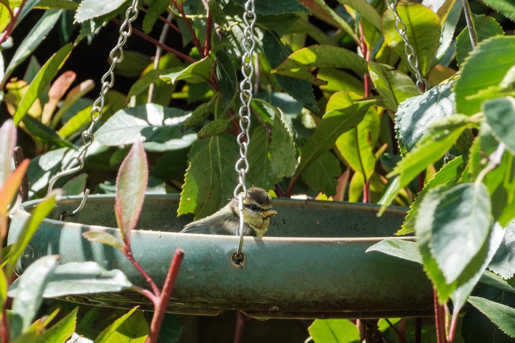 DSCF2611.jpg
