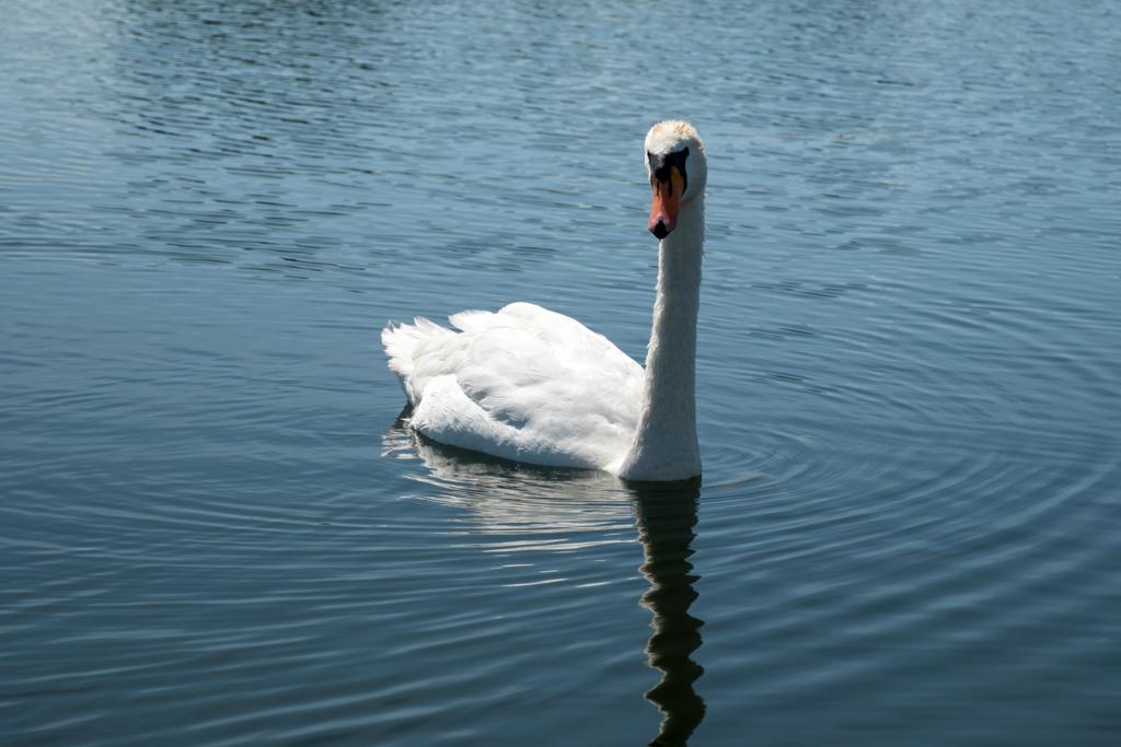 Swan