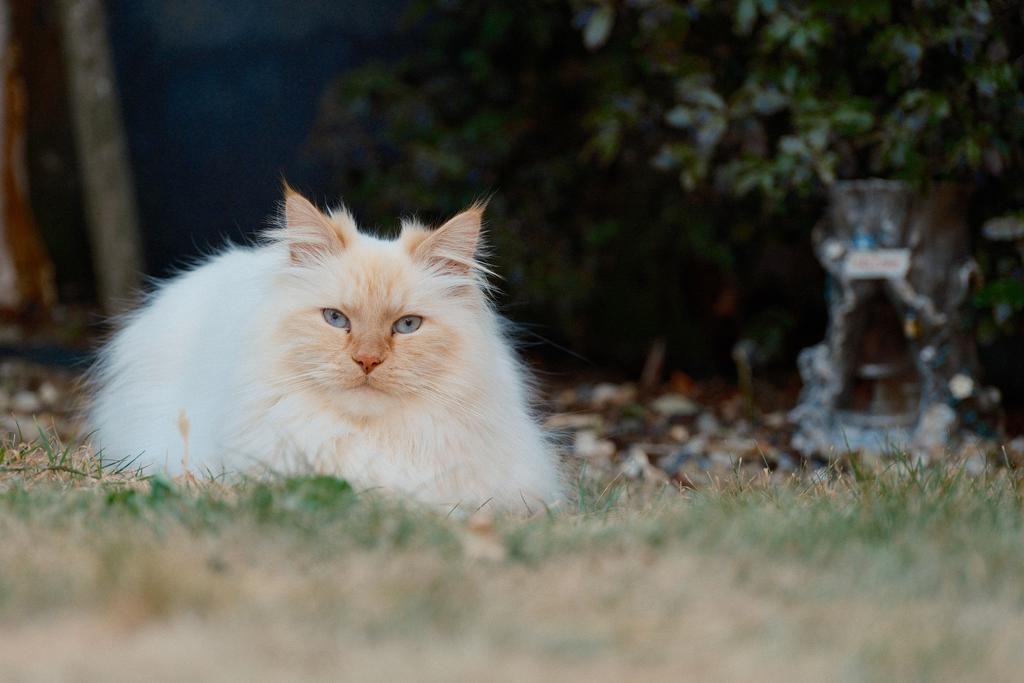 Cats