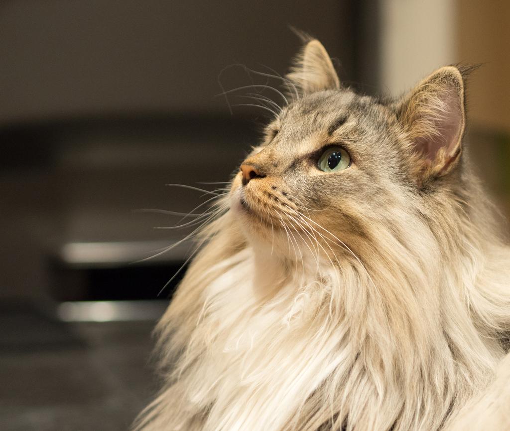 Harry 45mm 3.jpg